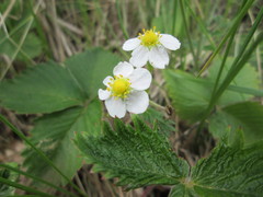 Fragaria × ananassa