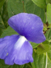 Achetaria azurea