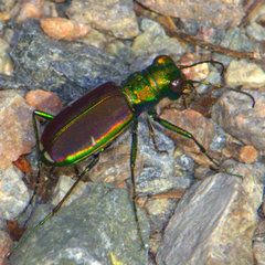 Cicindela splendida
