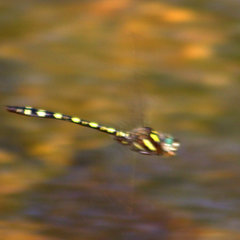 Cordulegaster bilineata