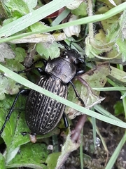 Carabus ulrichii