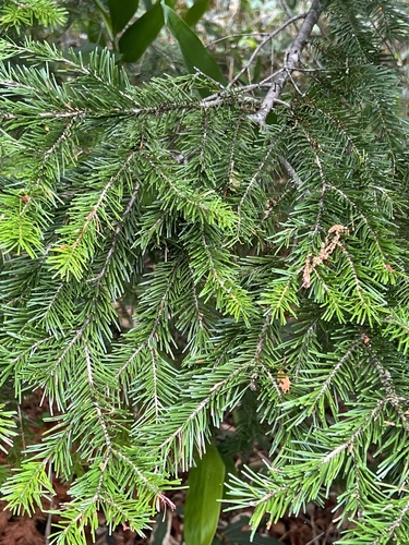 Abies sachalinensis, 2026-07-19