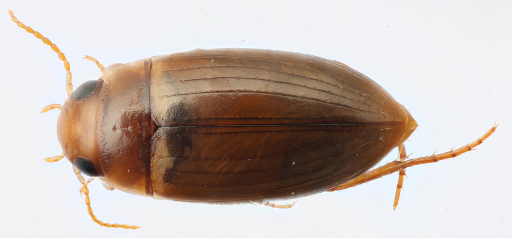 Copelatus debilis