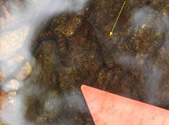 Rhinogobius duospilus