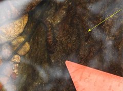 Rhinogobius duospilus