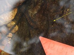 Rhinogobius duospilus