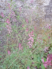 Fumaria officinalis