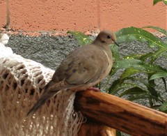 Zenaida macroura macroura