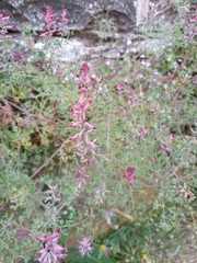 Fumaria officinalis