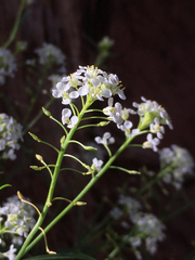 Lepidium montanum