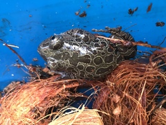 Hylambates maculatus