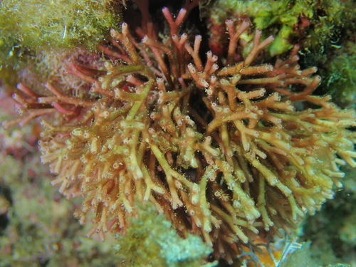 Tricleocarpa observed 2026-08-07