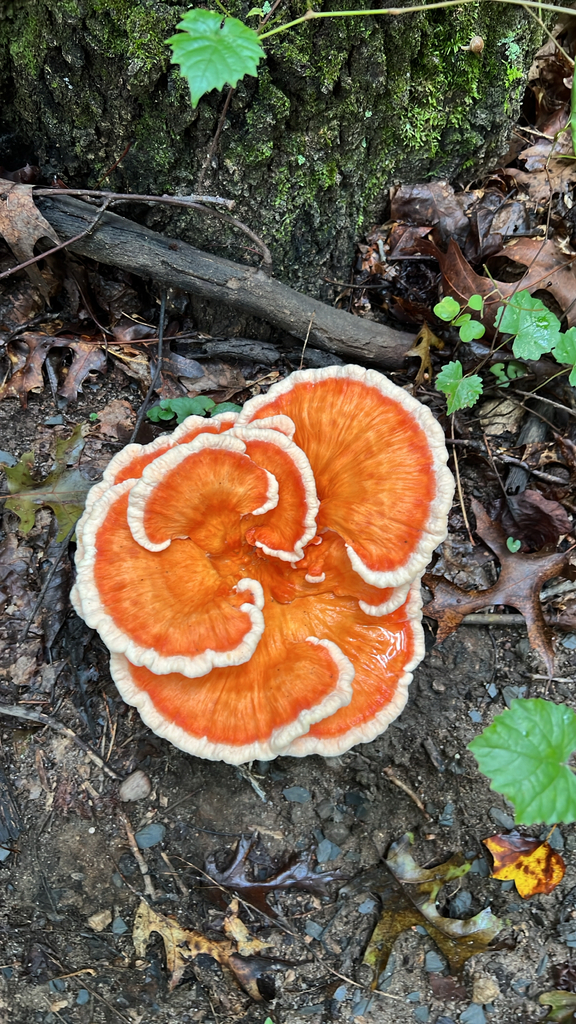 White-pored Chicken of the Woods · August 2026 · photo: Photo: (c) Alex Stach, some rights reserved (CC BY) · iNaturalist