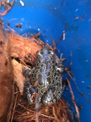 Hylambates maculatus