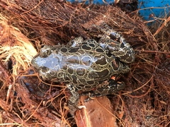 Hylambates maculatus