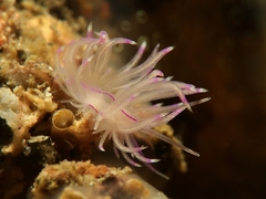 Unidentia