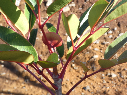 Cunonia macrophylla observed 2026-08-02
