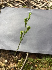 Pterostylis parviflora