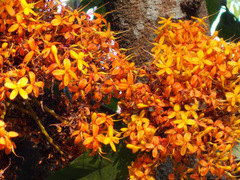 Saraca thaipingensis