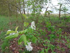 Prunus padus