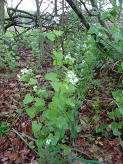 Alliaria petiolata