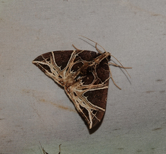 Ecliptopera rectilinea