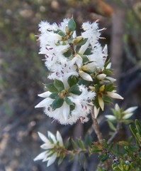 Styphelia exarrhena