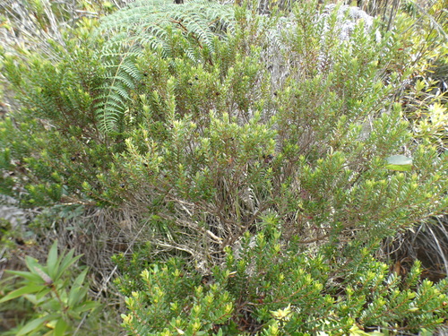 Myrtastrum rufopunctatum observed 2026-08-02