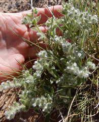 Cryptantha crassisepala