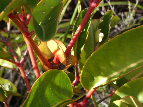 Cunonia macrophylla observed 2026-08-02