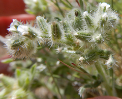 Cryptantha crassisepala