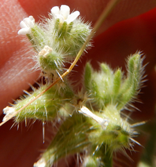 Cryptantha crassisepala