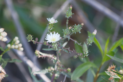 Rafinesquia californica