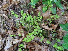 Moehringia trinervia