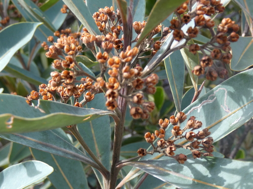 Tristaniopsis glauca observed 2026-08-02