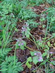 Lamium purpureum