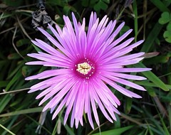 Lampranthus multiradiatus