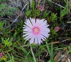 Lampranthus multiradiatus