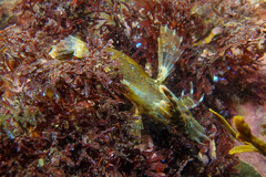 Cristiceps aurantiacus