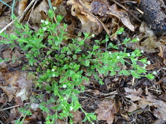 Moehringia trinervia