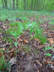 Polygonatum odoratum