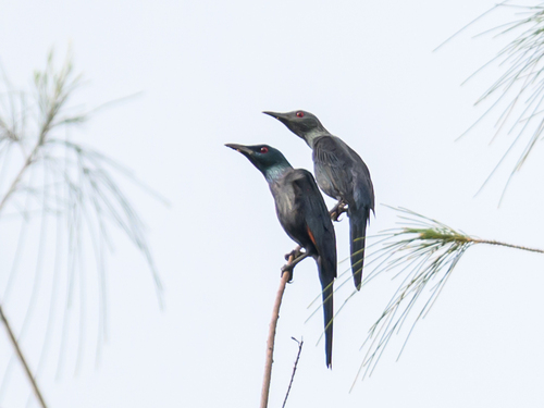 Chestnut-winged Starling