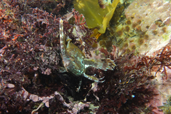 Cristiceps aurantiacus