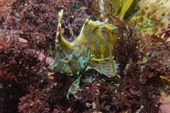 Cristiceps aurantiacus