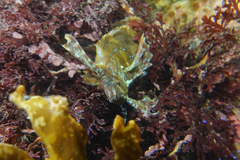 Cristiceps aurantiacus