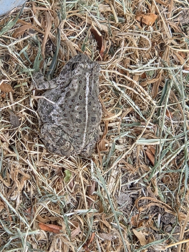 Woodhouse's Toad