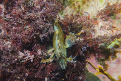 Cristiceps aurantiacus