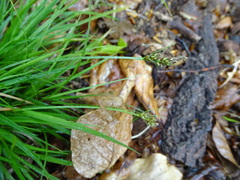 Carex pilulifera