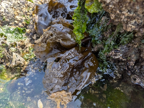 Hedophyllum sessile observed 2026-07-29