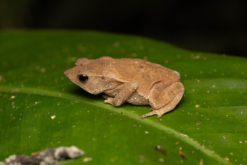 Teotonio Falls Leaf-litter Toad, Rhinella teotoniensis